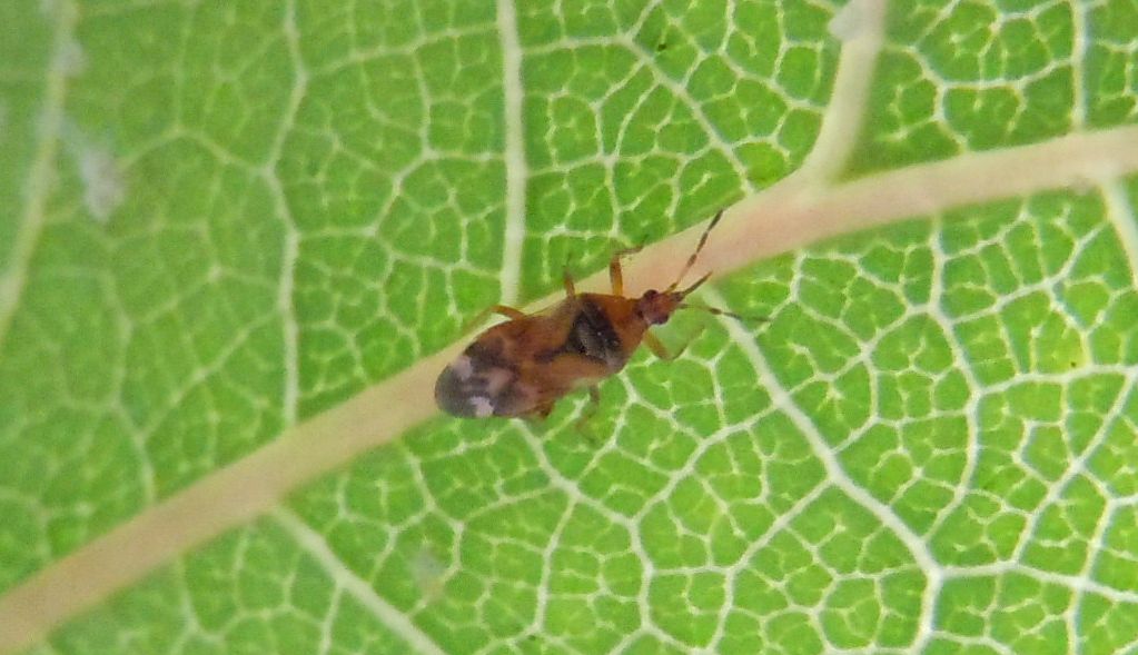 Anthocoridae: Anthocoris cfr. minki della Campania (NA)